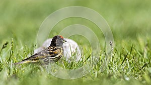 Red-fronted Serin photo