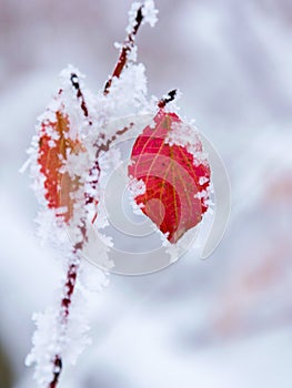 Red frost leaves frozen red leaves