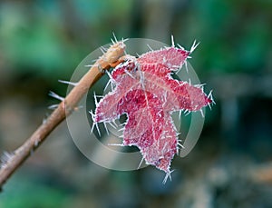 Red frosted leaf with ice cristals