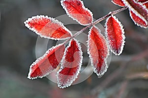 Red frosty leaf