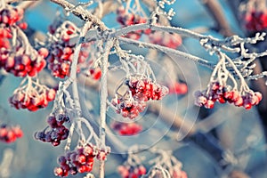 Red frozen Rowan berries covered with white hoarfrost in winter Park