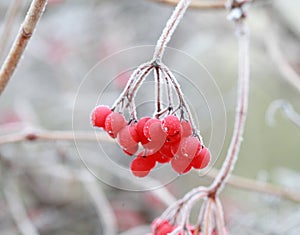 Red frozen viburnum berries in late autumn in the frost.