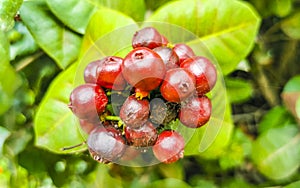 Red fruit berries on tropical bush plant tree Mexico