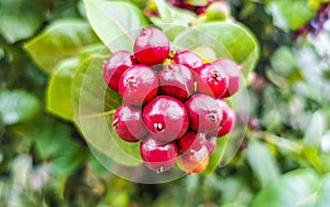 Red fruit berries on tropical bush plant tree Mexico