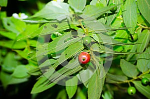 Red fruit of Capulin or Jamaican cherry Muntingia calabura on it branch at Thailand tropical botanical garden. photo