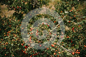 Red fruit of Crataegus monogyna, known as hawthorn or single-seeded hawthorn