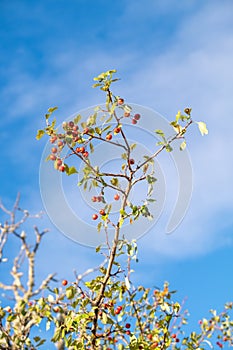 Red fruit of Crataegus monogyna, known as hawthorn or single-seeded hawthorn