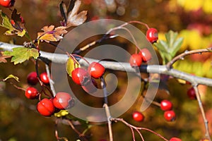 Red fruit of Crataegus monogyna, known as hawthorn or single-seeded hawthorn may, mayblossom, maythorn