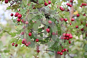 Red fruit of Crataegus monogyna, known as hawthorn or single-seeded hawthorn may, mayblossom, maythorn, quickthorn, whitethorn,