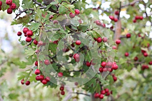 Red fruit of Crataegus monogyna, known as hawthorn or single-seeded hawthorn may, mayblossom, maythorn, quickthorn, whitethorn,