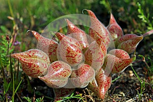 Red fruit of the Freckled milkvetch, Astragalus lentiginosus, Carrizo national monument photo