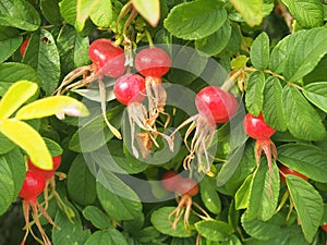 Red fruit and green leaves of wild rose. Medicinal plant