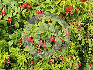 Red fruit and green leaves of wild rose. Medicinal plant