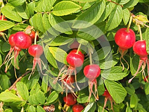 Red fruit and green leaves of wild rose. Medicinal plant