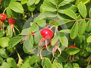 Red fruit and green leaves of wild rose. Medicinal plant