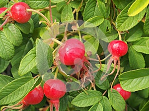 Red fruit and green leaves of wild rose. Medicinal plant