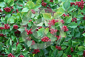 Red fruit of the hawthorn, commonly called hawthorn, quickthorn, thornapple, May-tree, whitethorn, hawberry