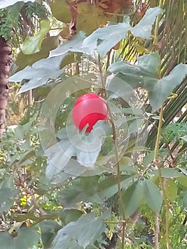 Red fruit.