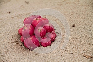 Red fruit lying on beach