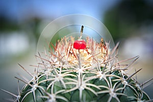 Red fruit of melocactus on top of cactus cephalium