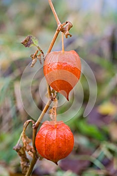 Red fruit of physalis.