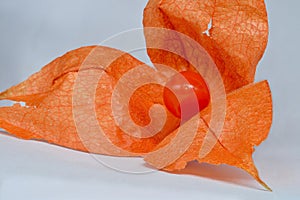 Red fruit of physalis.