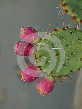 A Red Fruit Prickly Pear