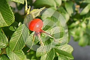 Red fruit on rosa rugosa