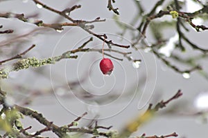 Red fruit of a rose hip in winter time with snow, ice and icicles shows thawing in December after snow fall with melting ice