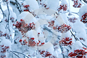 Red fruit with snow