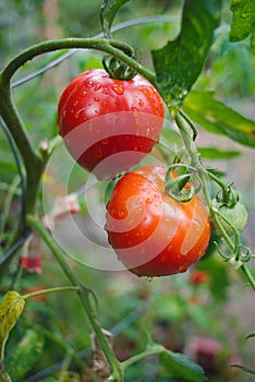 Red fruit of tomato plant wet by drops and rain
