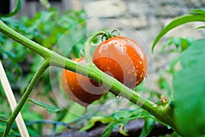 Red fruit of tomato plant wet by drops and rain