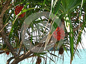 Red fruit on the tree