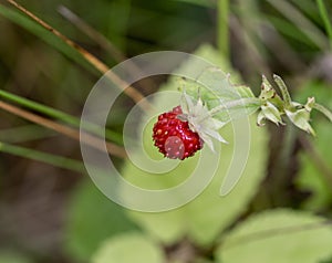 Fruit of the wild strawberry on the leaf background