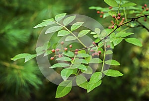 Red fruit of Zanthoxylum americanum, prickly ash, toothache tree, yellow wood, suterberry or Sichuan pepper