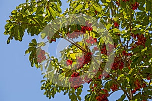 Red-fruited kurrajong photo