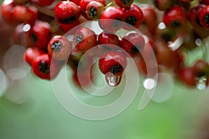 Red fruits are accompanied by morning dew in the morning and provide bird food at sunrise!