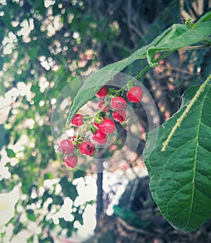 Small wild red fruits on the branch of a tree as food for small black ants