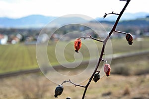 Red fruits on the branch