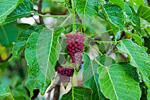 Red fruits on the branch of a tree in a summer garden. wet leaves after rain