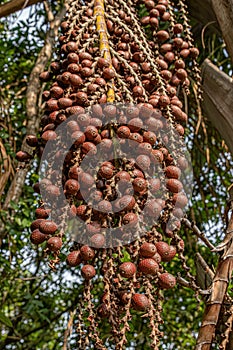 Red fruits of the buriti palm tree photo