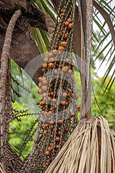 Red fruits of the buriti palm tree photo