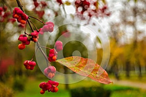 Red fruits closeup