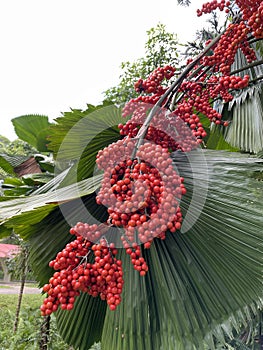 Red fruits of Fan Palm Licuala Grandis