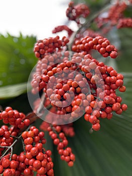 Red fruits of Fan Palm Licuala Grandis