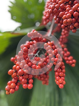 Red fruits of Fan Palm Licuala Grandis