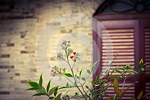 red fruits, green leaves are with thr brick wall and old style window background, looks quiet, and elegant.