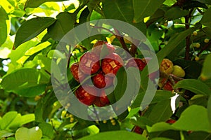 Red fruits on syzygium tree photo