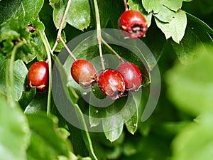 Red fruits on the  hawthorn tree.