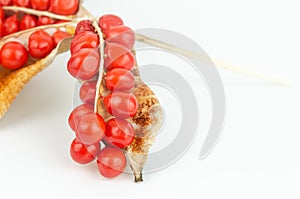 Red fruits of Iris foetidissima on a white background. Wild iris photo